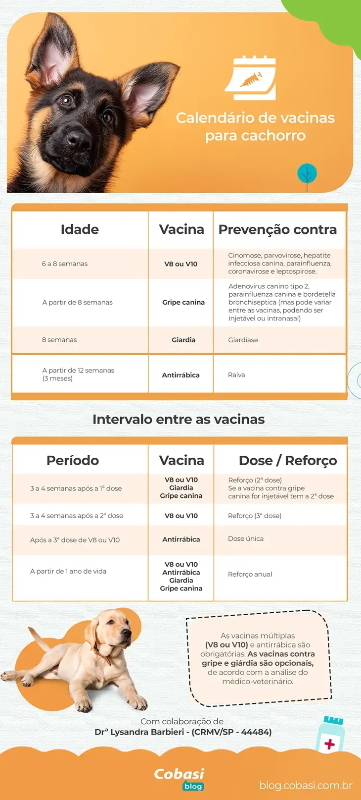 Calendário de vacinação do cachorro Perdigueiro